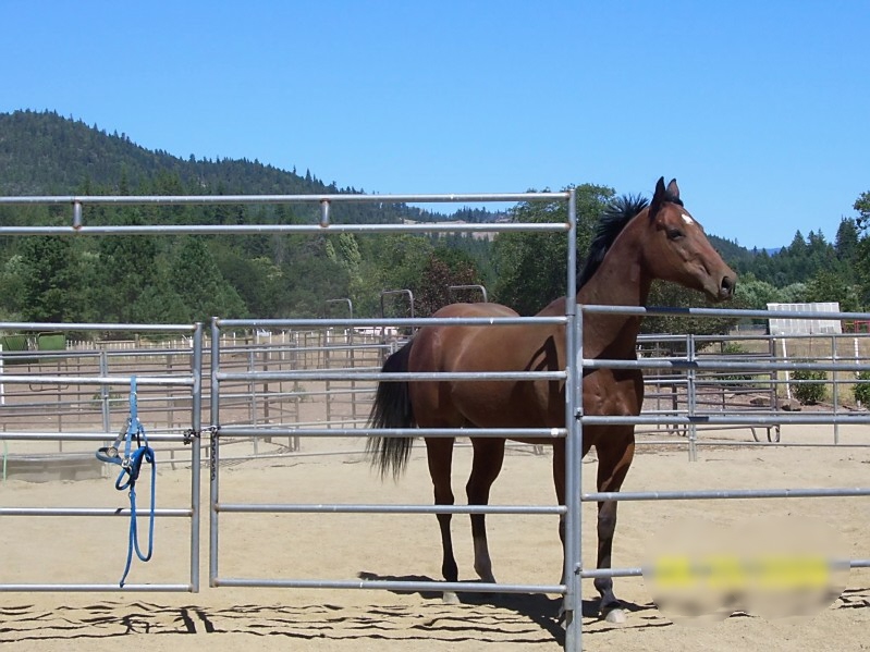 horse boarding in Oregon
