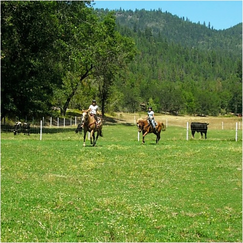 horseback riding in field